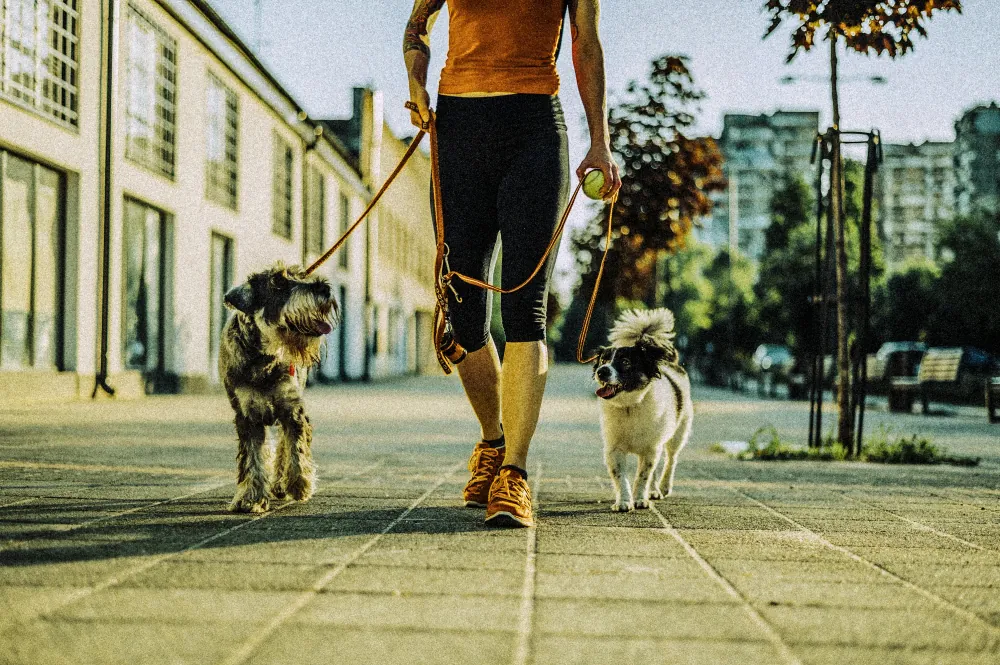 Paseador caminando por la vereda con dos perros de la correa