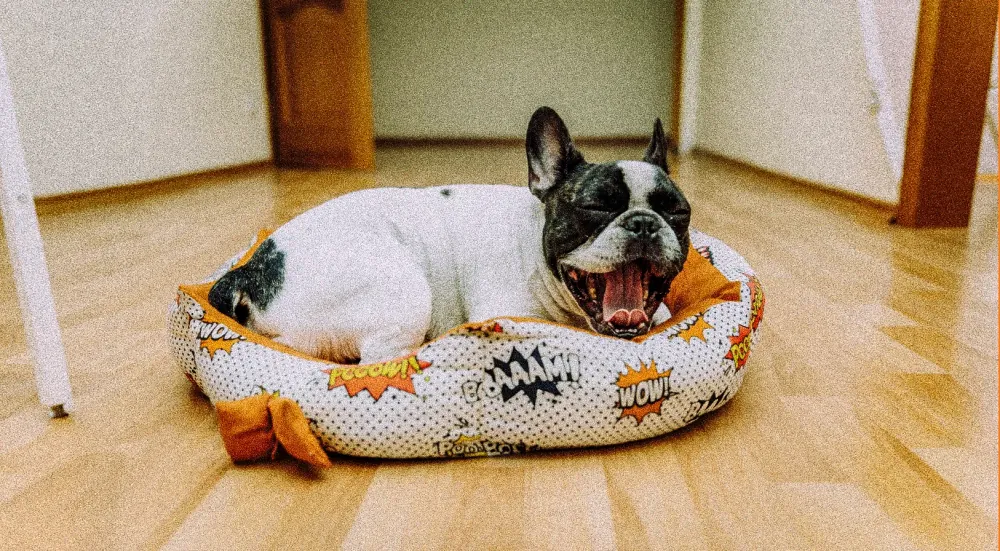 Bulldog francés bostezando en su cama, cómodo en una casa