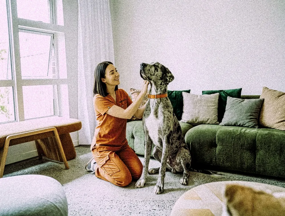 Veterinaria con ambo naranja revisando a un gran danés en el living de una casa